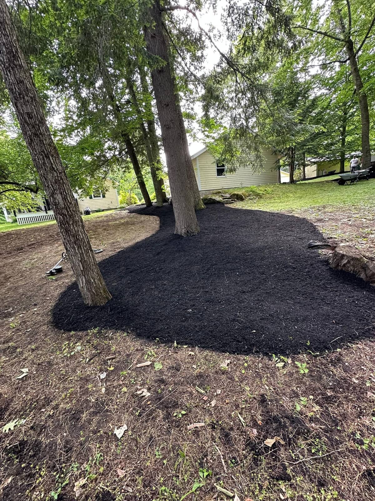 Freshly cleared landscape beds under mature shade trees in Maine